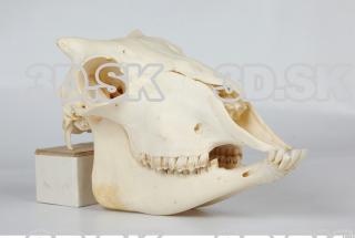 Skull Sheep - Ovis aries 0017